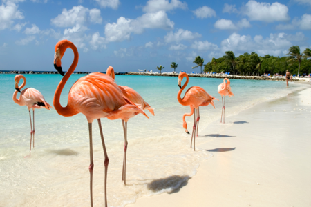 aruba.png