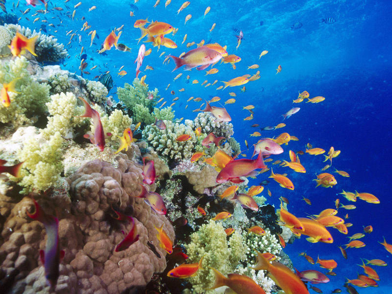 d143690774eed6dbcedcbcf643635d7dsnorkeling_red_sea_color_corels-5